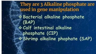 They are 3 Alkaline phosphate are
used in gene manipulation
❖ Bacterial alkaline phosphate
(BAP)
❖ Calf intestinal alkaline
phosphate (CIP)
❖ Shrimp alkaline phophate (SAP)
 