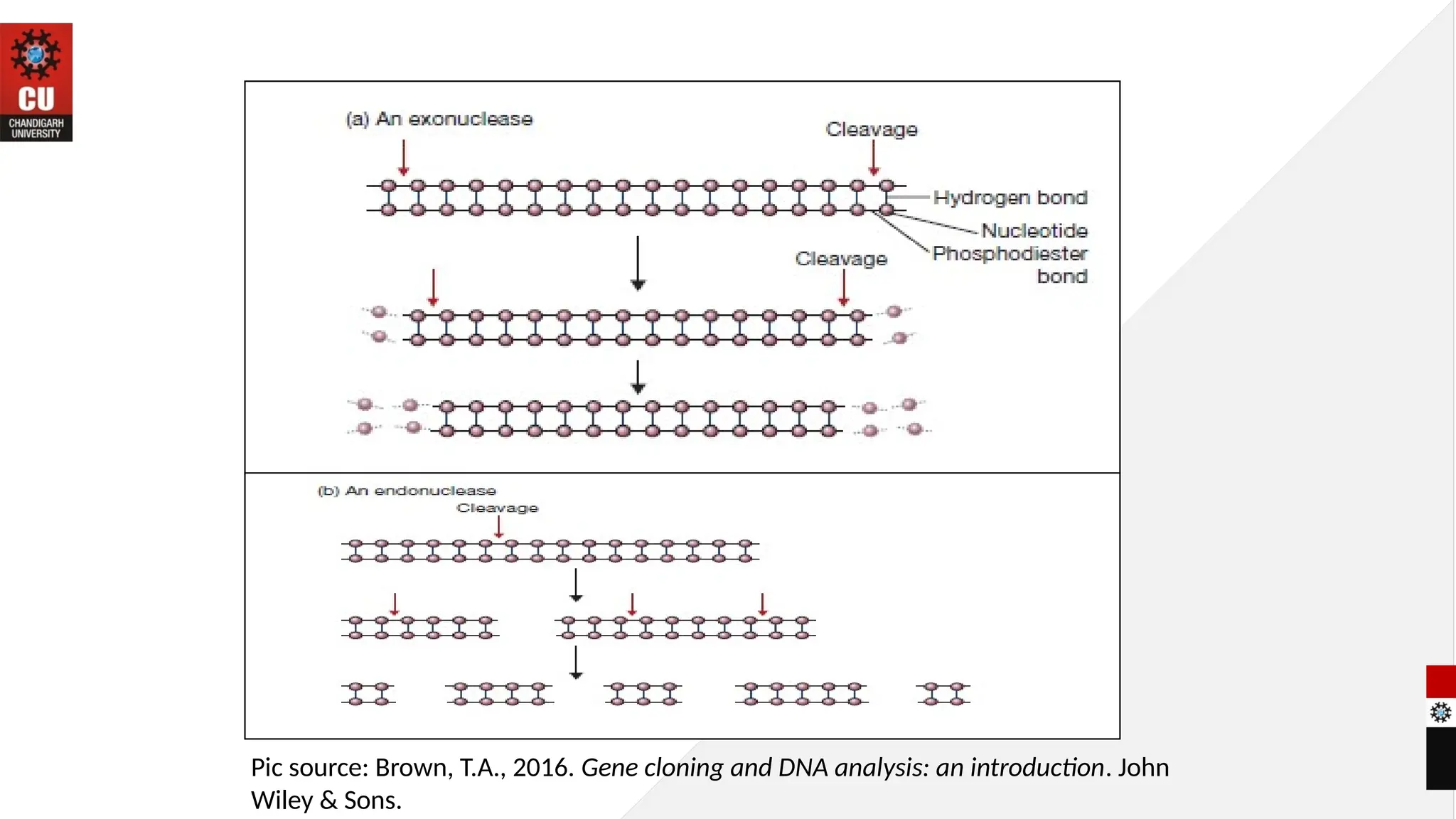Pic source: Brown, T.A., 2016. Gene cloning and DNA analysis: an introduction. John
Wiley & Sons.
 