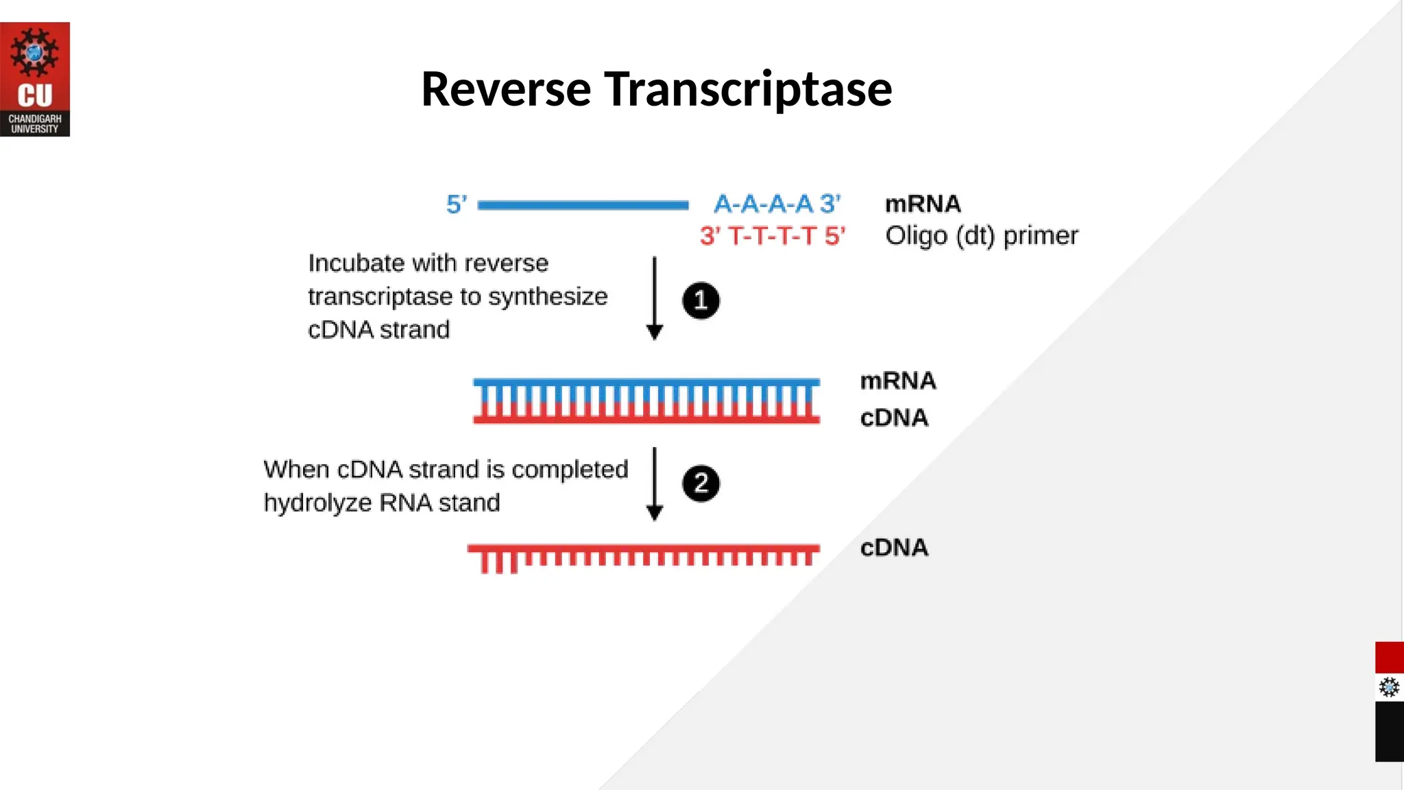Reverse Transcriptase
 