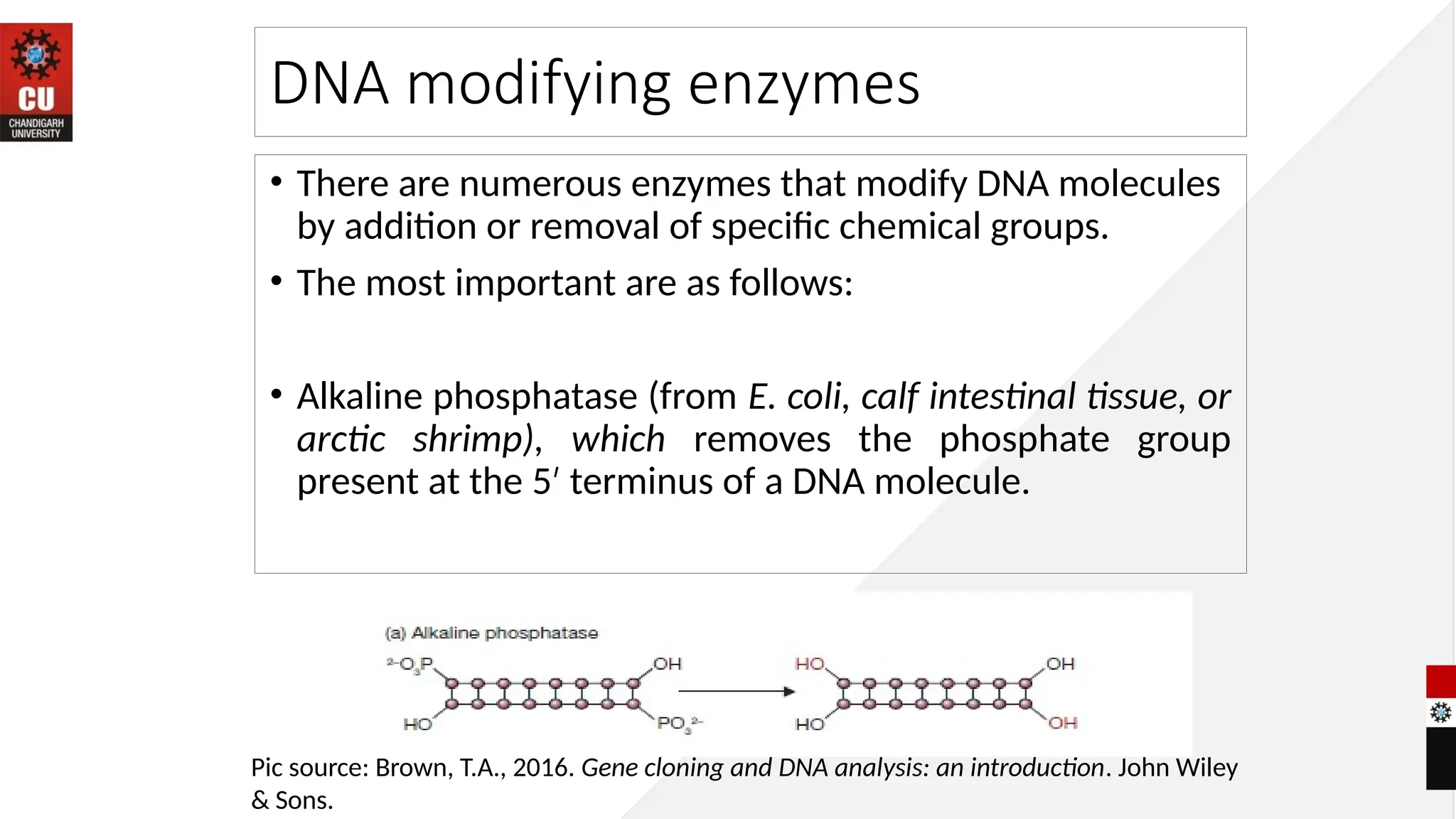 DNA modifying enzymes
• There are numerous enzymes that modify DNA molecules
by addition or removal of specific chemical groups.
• The most important are as follows:
• Alkaline phosphatase (from E. coli, calf intestinal tissue, or
arctic shrimp), which removes the phosphate group
present at the 5 terminus of a DNA molecule.
′
Pic source: Brown, T.A., 2016. Gene cloning and DNA analysis: an introduction. John Wiley
& Sons.
 