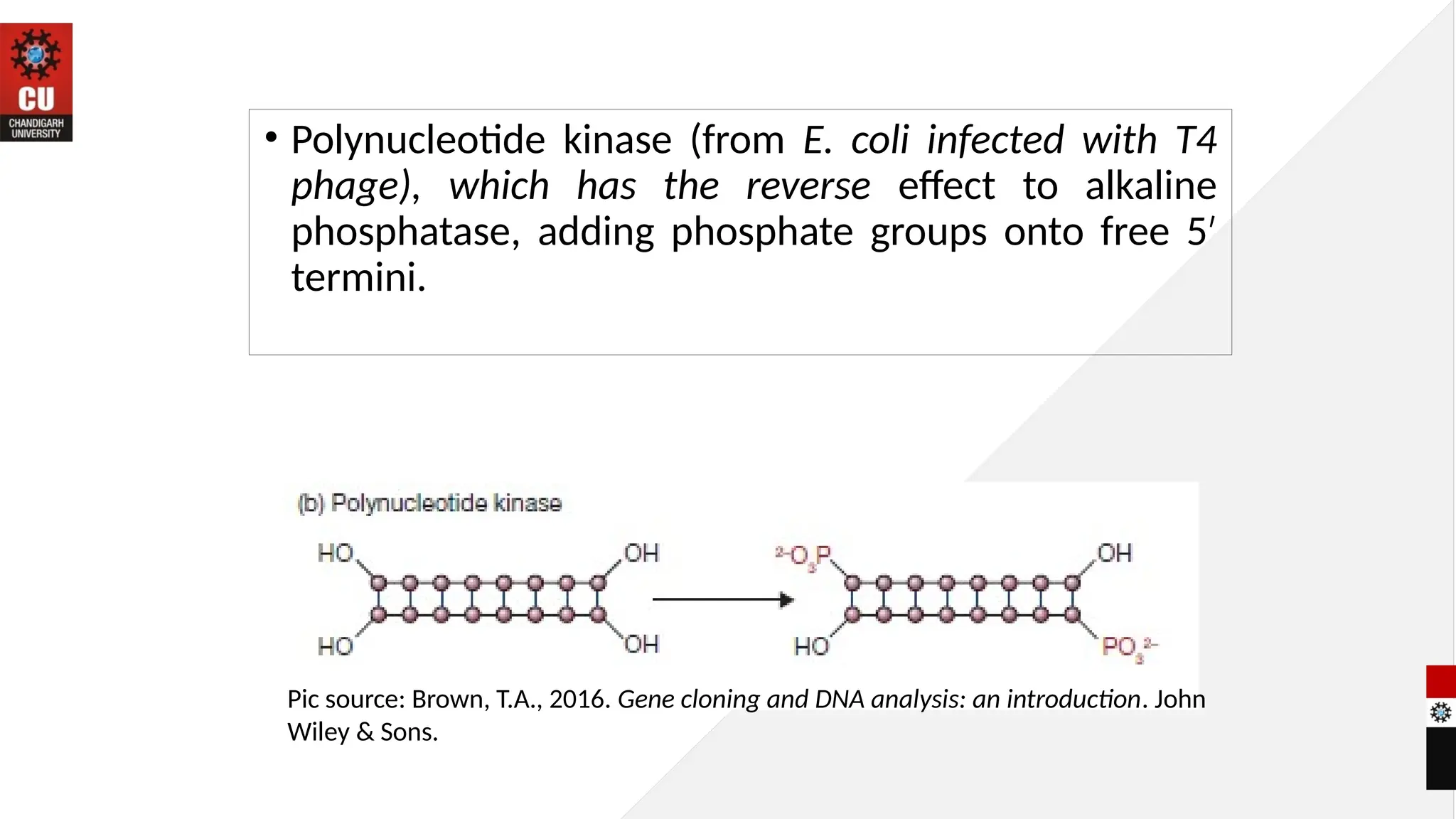• Polynucleotide kinase (from E. coli infected with T4
phage), which has the reverse effect to alkaline
phosphatase, adding phosphate groups onto free 5′
termini.
Pic source: Brown, T.A., 2016. Gene cloning and DNA analysis: an introduction. John
Wiley & Sons.
 