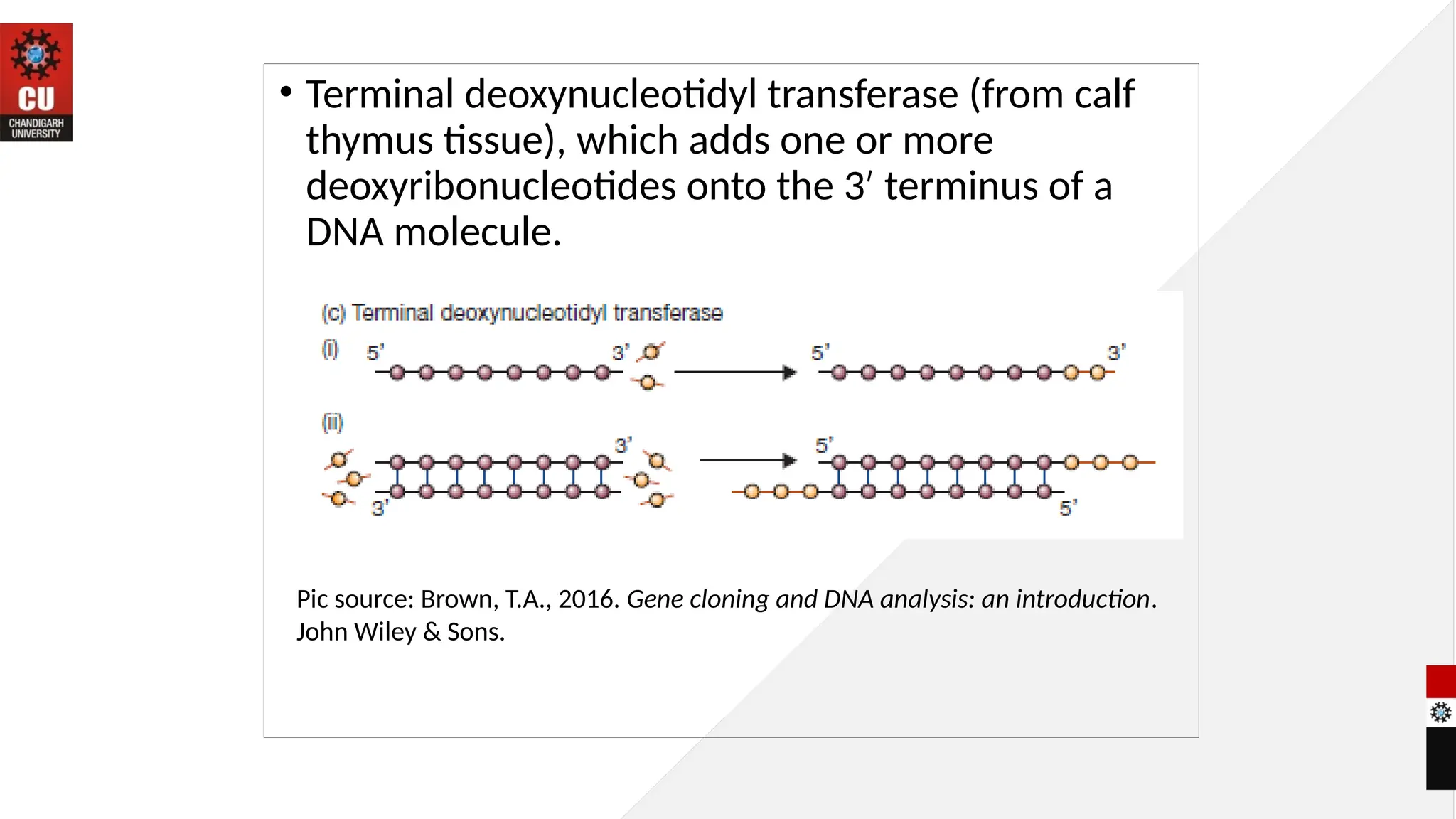 • Terminal deoxynucleotidyl transferase (from calf
thymus tissue), which adds one or more
deoxyribonucleotides onto the 3 terminus of a
′
DNA molecule.
Pic source: Brown, T.A., 2016. Gene cloning and DNA analysis: an introduction.
John Wiley & Sons.
 