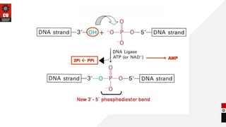 DNA Modifying Enzymes ppt bsc biotechnology | PPTX