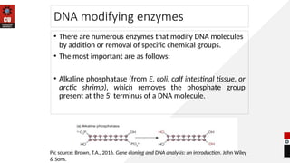 DNA Modifying Enzymes ppt bsc biotechnology | PPTX