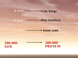 A G e ni   G ?z R e ngi


     B G e ni    B oy U z unlu ? u



     C G e ni     Kulak ? e kli



200. 000            200. 000
GEN                 P R O TE ? N
 