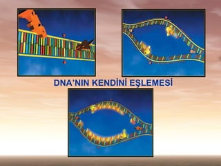 DNANIN KEND?N? E?LEMES?
 