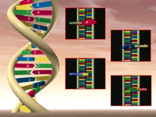 Dna Mucizesi