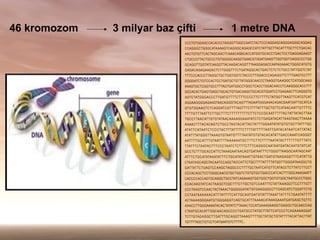 46 kromozom   3 milyar baz ?ifti   1 metre DNA
 