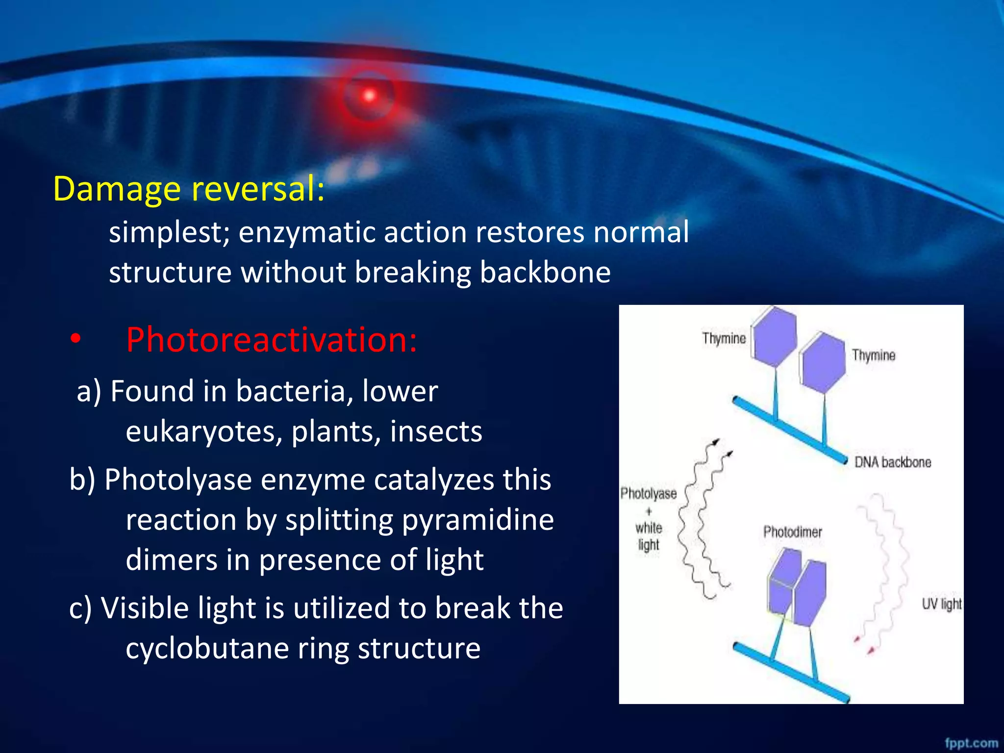 • Photoreactivation:
a) Found in bacteria, lower
eukaryotes, plants, insects
b) Photolyase enzyme catalyzes this
reaction by splitting pyramidine
dimers in presence of light
c) Visible light is utilized to break the
cyclobutane ring structure
Damage reversal:
simplest; enzymatic action restores normal
structure without breaking backbone
 