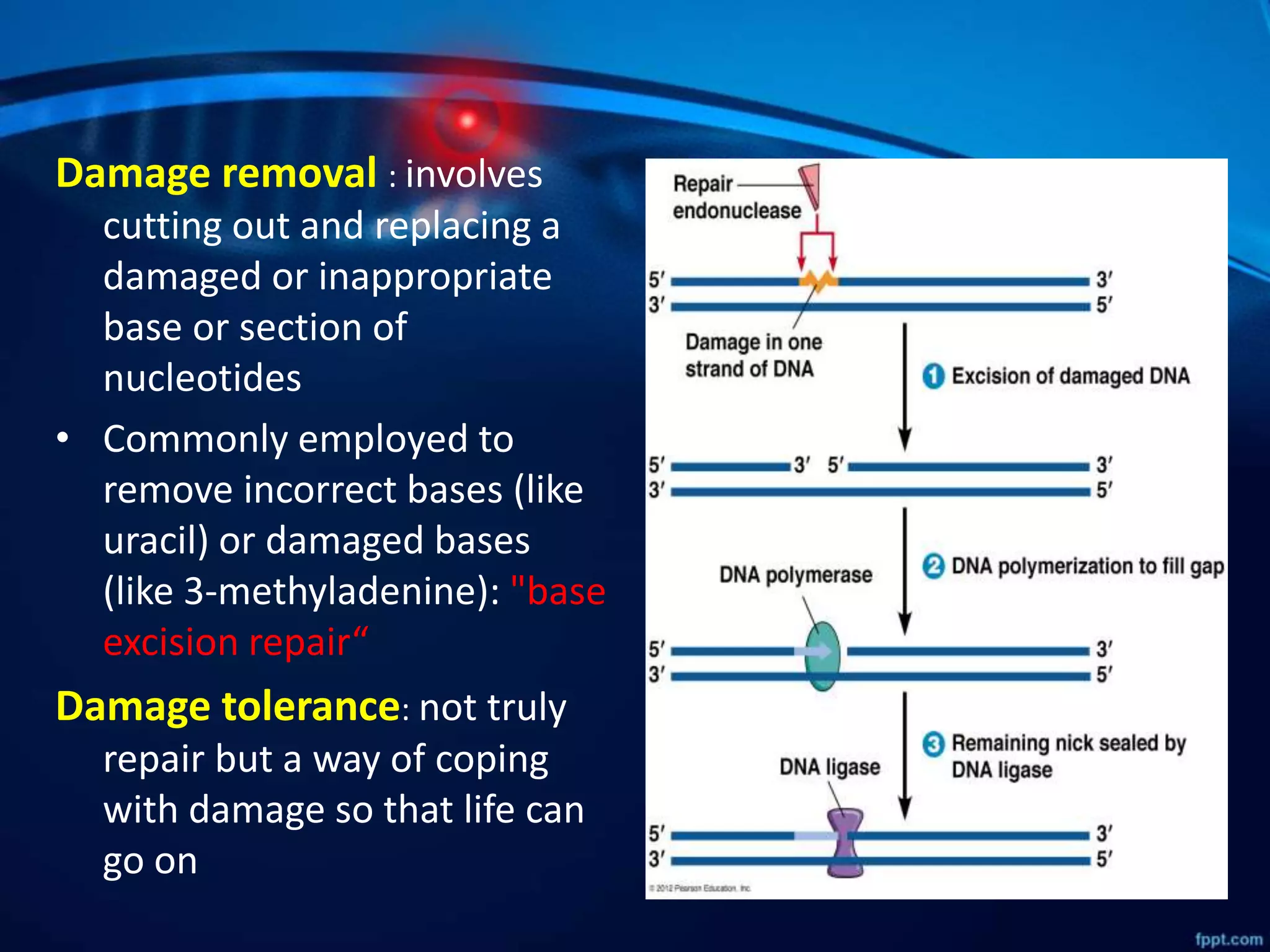 Damage removal : involves
cutting out and replacing a
damaged or inappropriate
base or section of
nucleotides
• Commonly employed to
remove incorrect bases (like
uracil) or damaged bases
(like 3-methyladenine): "base
excision repair“
Damage tolerance: not truly
repair but a way of coping
with damage so that life can
go on
 