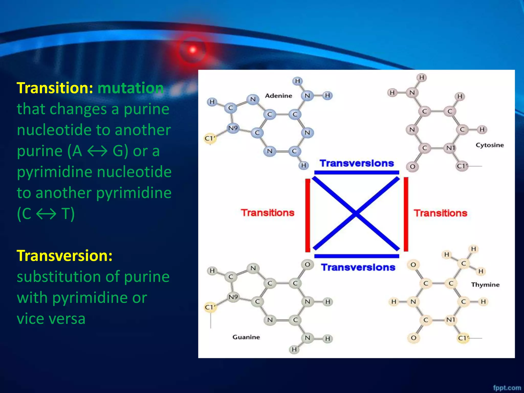 Transition: mutation
that changes a purine
nucleotide to another
purine (A ↔ G) or a
pyrimidine nucleotide
to another pyrimidine
(C ↔ T)
Transversion:
substitution of purine
with pyrimidine or
vice versa
 