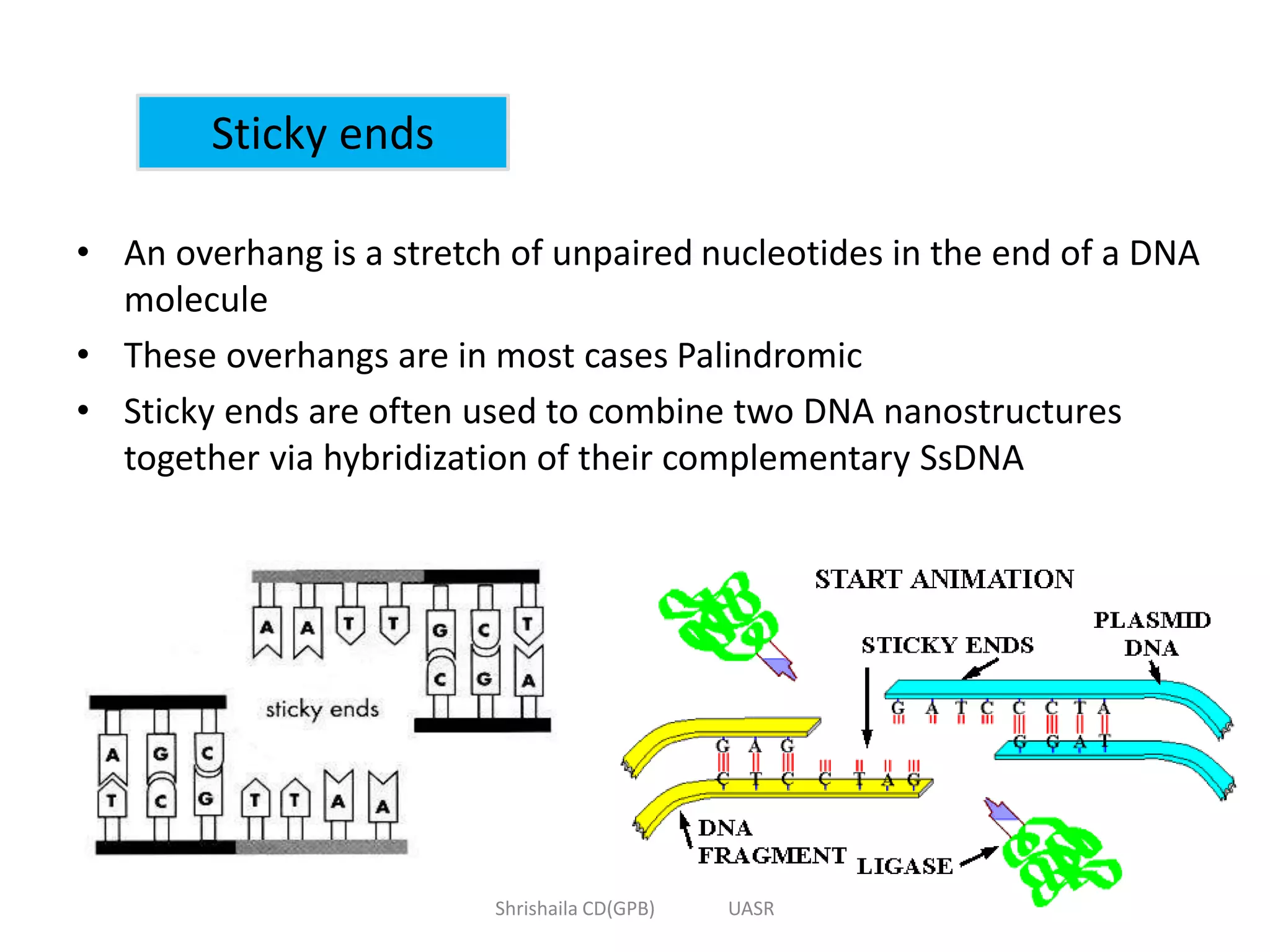 Sticky ends
• An overhang is a stretch of unpaired nucleotides in the end of a DNA
molecule
• These overhangs are in most cases Palindromic
• Sticky ends are often used to combine two DNA nanostructures
together via hybridization of their complementary SsDNA
Shrishaila CD(GPB) UASR
 