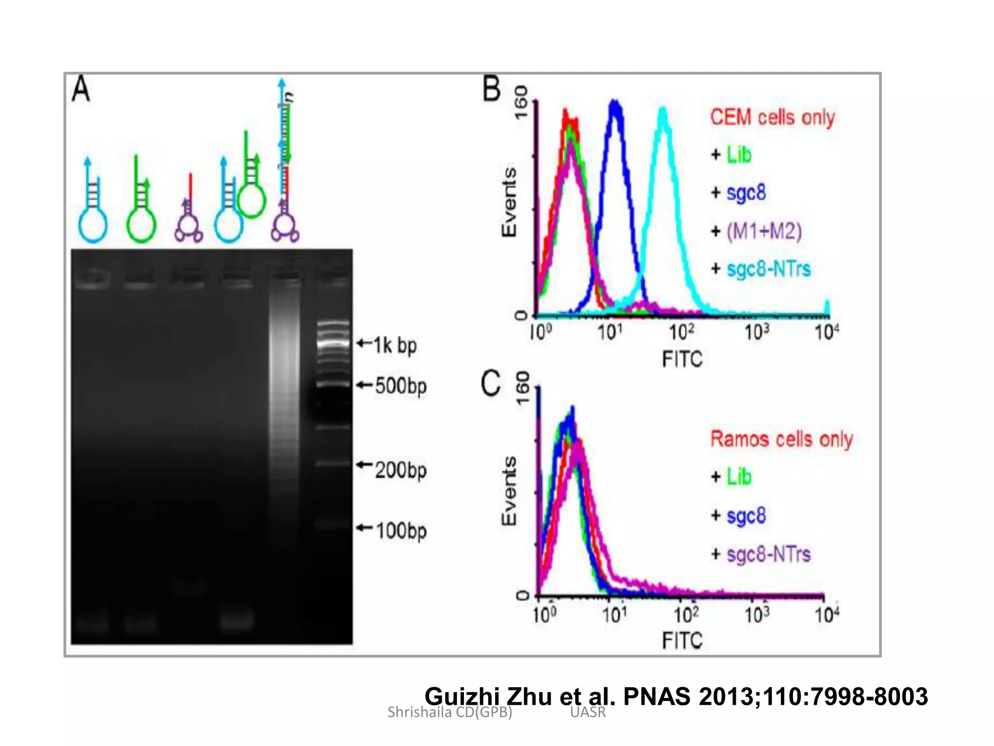 Guizhi Zhu et al. PNAS 2013;110:7998-8003Shrishaila CD(GPB) UASR
 