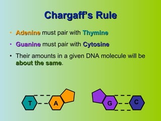 Chargaff’s Rule Adenine   must pair with  Thymine Guanine  must pair with  Cytosine Their amounts in a given DNA molecule will be  about the same . G C T A 