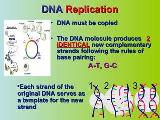 DNA  Replication DNA must be copied The DNA molecule produces  2 IDENTICAL  new complementary strands following the rules of base pairing:  A-T, G-C Each strand of the original DNA serves as a template for the new strand  