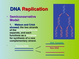 DNA  Replication Semiconservative Model: 1. Watson and Crick showed:  the two strands of the  parental molecule   separate, and each functions as a  template  for synthesis of a  new complementary strand. . Parental DNA DNA Template New DNA 