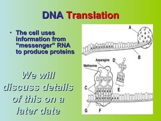 DNA  Translation The cell uses information from “messenger” RNA to produce proteins We will discuss details of this on a later date 