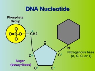 DNA Nucleotide O O=P-O O Phosphate Group N Nitrogenous base (A, G, C, or T) CH2 O C 1 C 4 C 3 C 2 5 Sugar (deoxyribose) 