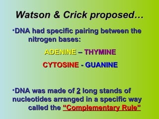 Watson & Crick proposed… DNA had specific pairing between the  nitrogen bases: ADENINE  –  THYMINE CYTOSINE  -  GUANINE DNA was made of  2  long stands of  nucleotides arranged in a specific way  called the  “Complementary Rule” 