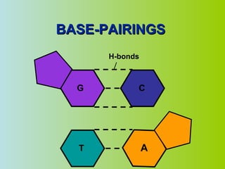 BASE-PAIRINGS C G H-bonds T A 