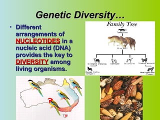 Genetic Diversity… Different arrangements of  NUCLEOTIDES  in a nucleic acid (DNA) provides the key to  DIVERSITY  among living organisms. 