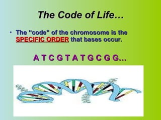 The Code of Life… The “code” of the chromosome is the  SPECIFIC ORDER  that bases occur. A T C G T A T G C G G… 