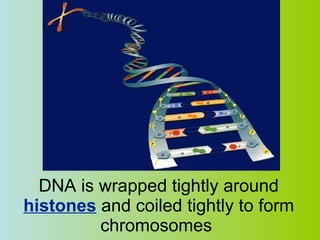 DNA is wrapped tightly around  histones  and coiled tightly to form chromosomes  