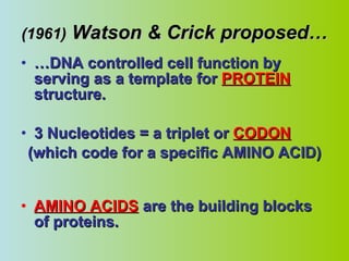 (1961)  Watson & Crick proposed… … DNA controlled cell function by serving as a template for  PROTEIN  structure. 3 Nucleotides = a triplet or  CODON (which code for a specific AMINO ACID) AMINO ACIDS  are the building blocks of proteins. 