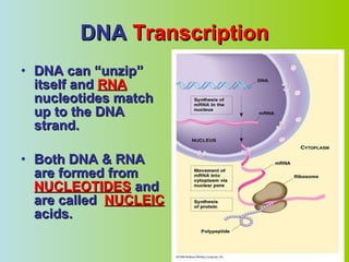 DNA  Transcription DNA can “unzip” itself and  RNA  nucleotides match up to the DNA strand. Both DNA & RNA are formed from  NUCLEOTIDES  and are called  NUCLEIC  acids. 