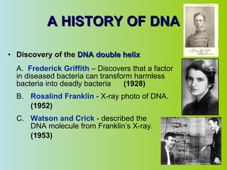 A HISTORY OF DNA Discovery of the  DNA double helix A.  Frederick Griffith  – Discovers that a factor in diseased bacteria can transform harmless bacteria into deadly bacteria   (1928) B. Rosalind Franklin   - X-ray photo of DNA. (1952) C. Watson and Crick   - described the  DNA molecule from Franklin’s X-ray. (1953) 