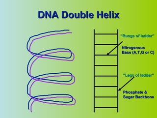 DNA Double Helix Nitrogenous Base (A,T,G or C) “ Rungs of ladder” “ Legs of ladder” Phosphate & Sugar Backbone 