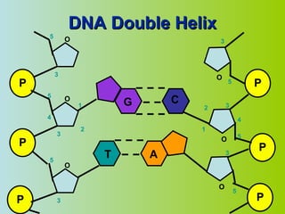 DNA Double Helix P P P O O O 1 2 3 4 5 5 3 3 5 P P P O O O 1 2 3 4 5 5 3 5 3 G C T A 