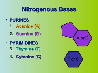 Nitrogenous Bases PURINES 1. Adenine (A) 2. Guanine (G) PYRIMIDINES 3. Thymine (T) 4. Cytosine (C) T or C A or G 