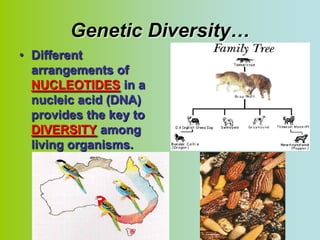 Genetic Diversity…
• Different
  arrangements of
  NUCLEOTIDES in a
  nucleic acid (DNA)
  provides the key to
  DIVERSITY among
  living organisms.
 