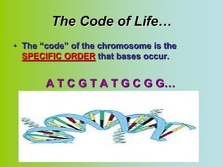 The Code of Life…
• The “code” of the chromosome is the
  SPECIFIC ORDER that bases occur.


       A T C G T A T G C G G…
 