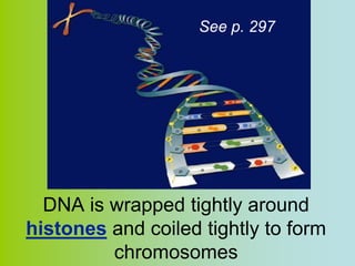 See p. 297




  DNA is wrapped tightly around
histones and coiled tightly to form
         chromosomes
 