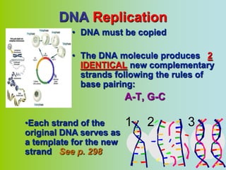 DNA Replication
          • DNA must be copied

          • The DNA molecule produces 2
            IDENTICAL new complementary
            strands following the rules of
            base pairing:
                         A-T, G-C

•Each strand of the
original DNA serves as
a template for the new
strand See p. 298
 