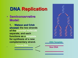 DNA Replication
• Semiconservative
  Model:
    1. Watson and Crick
    showed: the two strands
    of the parental molecule
    separate, and each
    functions as a template
    for synthesis of a new
    complementary strand.      DNA Template
         Parental DNA
.                              New DNA
 