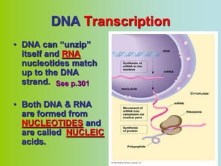 DNA Transcription
• DNA can “unzip”
  itself and RNA
  nucleotides match
  up to the DNA
  strand. See p.301

• Both DNA & RNA
  are formed from
  NUCLEOTIDES and
  are called NUCLEIC
  acids.
 