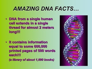 AMAZING DNA FACTS…
• DNA from a single human
  cell extends in a single
  thread for almost 2 meters
  long!!!

• It contains information
  equal to some 600,000
  printed pages of 500 words
  each!!!
 (a library of about 1,000 books)
 