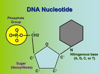 DNA Nucleotide
Phosphate
  Group

  O              5
O=P-O        CH2
  O
                          O
                                        N
                                        Nitrogenous base
            C4                     C1     (A, G, C, or T)
    Sugar
 (deoxyribose)
                     C3       C2
 