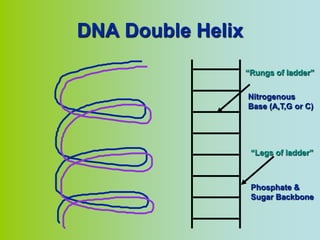 DNA Double Helix
                   “Rungs of ladder”


                   Nitrogenous
                   Base (A,T,G or C)




                    “Legs of ladder”



                    Phosphate &
                    Sugar Backbone
 