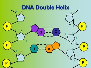 DNA Double Helix
    5       O                           3




        3                               O
P                                           5           P
    5       O
                1       G       C           3
                                    2
    4                                               4
                2                   1
        3                                           5
                                        O
P                                                       P
    5
                    T       A               3

            O


                                        O
                                                5
P       3                                               P
 