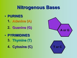 Nitrogenous Bases
• PURINES
  1. Adenine (A)
 2. Guanine (G)
                           A or G
• PYRIMIDINES
  3. Thymine (T)
 4. Cytosine (C)     T or C
 