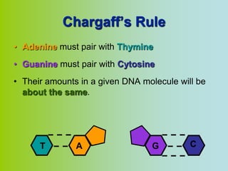 Chargaff’s Rule
• Adenine must pair with Thymine
• Guanine must pair with Cytosine
• Their amounts in a given DNA molecule will be
  about the same.




      T        A                 G         C
 