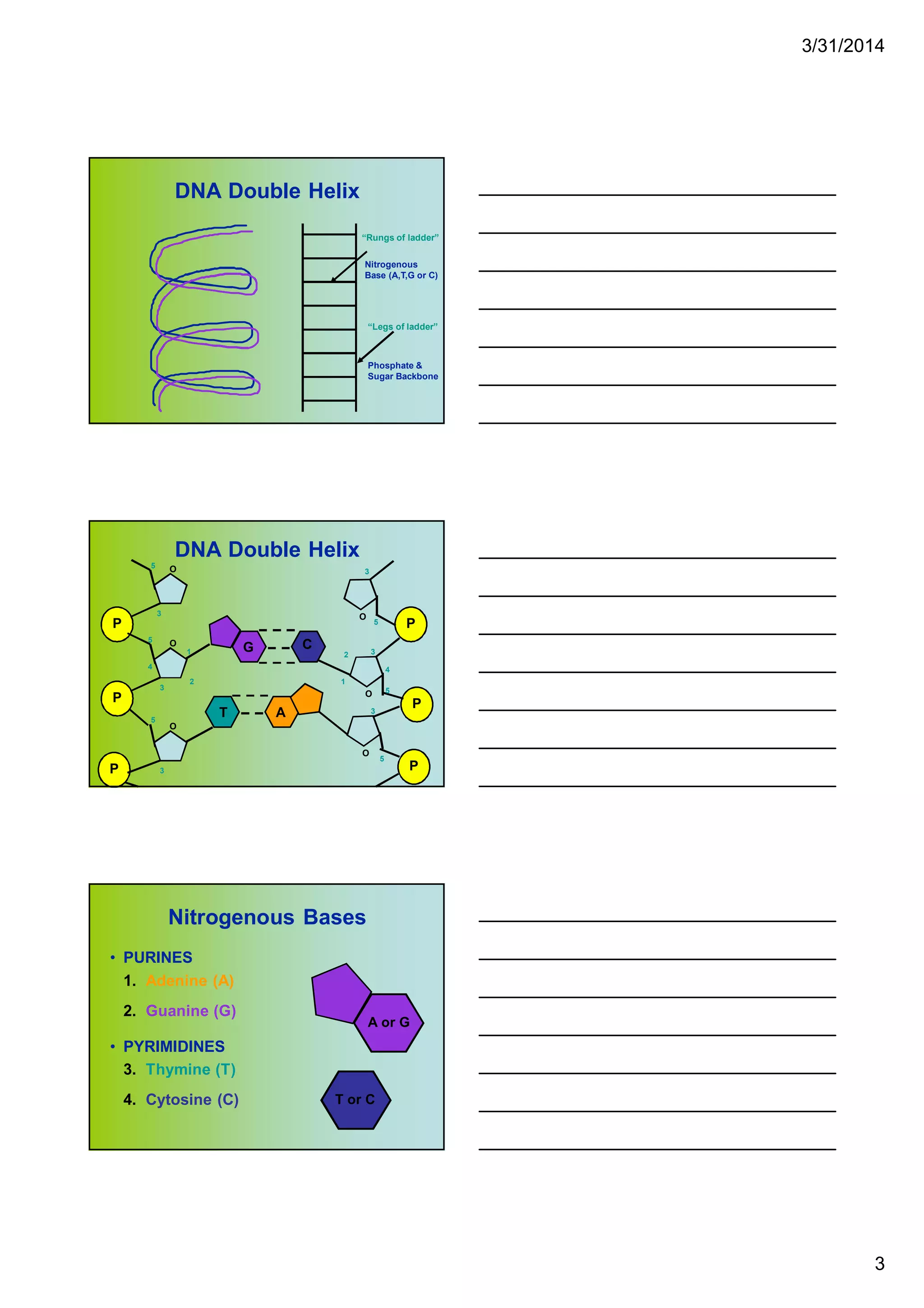 3/31/2014
3
DNA Double Helix
Nitrogenous
Base (A,T,G or C)
“Rungs of ladder”
“Legs of ladder”
Phosphate &
Sugar Backbone
DNA Double Helix
P
P
P
O
O
O
1
2
3
4
5
5
3
3
5
P
P
P
O
O
O
1
2 3
4
5
5
3
5
3
G C
T A
Nitrogenous Bases
• PURINES
1. Adenine (A)
2. Guanine (G)
• PYRIMIDINES
3. Thymine (T)
4. Cytosine (C) T or C
A or G
 