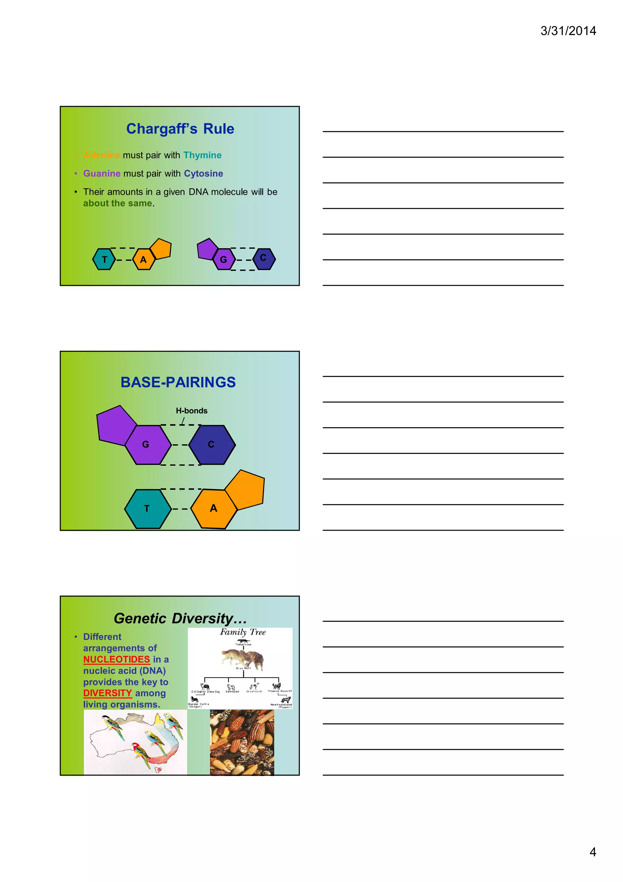 3/31/2014
4
Chargaff’s Rule
• Adenine must pair with Thymine
• Guanine must pair with Cytosine
• Their amounts in a given DNA molecule will be
about the same.
G C
T A
BASE-PAIRINGS
C
G
H-bonds
T A
Genetic Diversity…
• Different
arrangements of
NUCLEOTIDES in a
nucleic acid (DNA)
provides the key to
DIVERSITY among
living organisms.
 