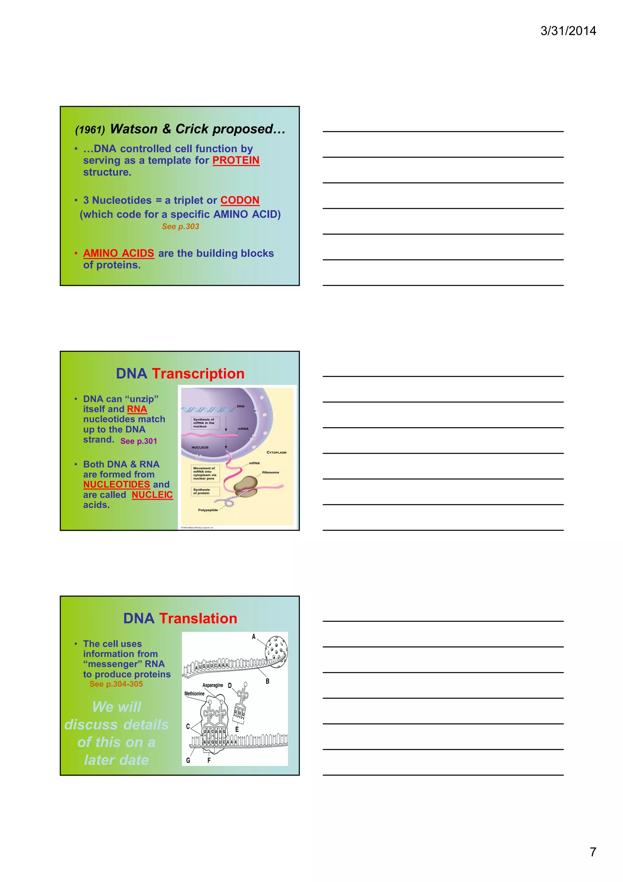 3/31/2014
7
(1961) Watson & Crick proposed…
• …DNA controlled cell function by
serving as a template for PROTEIN
structure.
• 3 Nucleotides = a triplet or CODON
(which code for a specific AMINO ACID)
See p.303
• AMINO ACIDS are the building blocks
of proteins.
DNA Transcription
• DNA can “unzip”
itself and RNA
nucleotides match
up to the DNA
strand.
• Both DNA & RNA
are formed from
NUCLEOTIDES and
are called NUCLEIC
acids.
See p.301
DNA Translation
• The cell uses
information from
“messenger” RNA
to produce proteins
See p.304-305
We will
discuss details
of this on a
later date
 