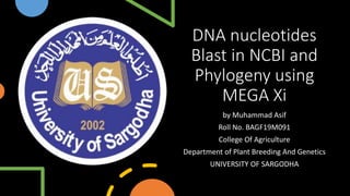 DNA nucleotides
Blast in NCBI and
Phylogeny using
MEGA Xi
by Muhammad Asif
Roll No. BAGF19M091
College Of Agriculture
Department of Plant Breeding And Genetics
UNIVERSITY OF SARGODHA
 