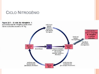 CICLO NITROGÊNIO
 